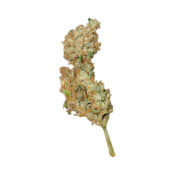 Royal Queen Seeds Royal Creamatic autoflowering cannabis seeds (3 seeds pack) - Image 2