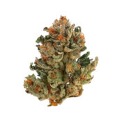 wholesale-royal-queen-seeds-royal-domina-feminized-cannabis-seeds-pack
