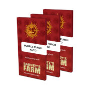Barney's Farm Purple Punch Auto (3 seeds pack) - Image 2
