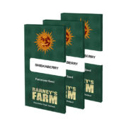 Barney's Farm ShiskaBerry (3 seeds pack) - Image 2