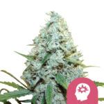 wholesale-royal-queen-seeds-amg-feminized-cannabis-seeds