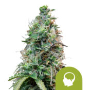 wholesale-royal-queen-seeds-amnesia-haze-auto-autoflowering-cannabis-seeds