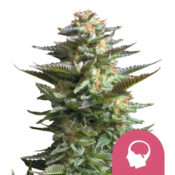 wholesale-royal-queen-seeds-amnesia-haze-feminized-cannabis-seeds