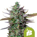 wholesale-royal-queen-seeds-blue-cheese-auto-autoflowering-cannabis-seeds