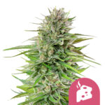 wholesale-royal-queen-seeds-blue-cheese-feminized-cannabis-seeds
