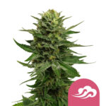 Royal Queen Seeds Blue Mystic feminized cannabis seeds (3 seeds pack) wholesale-royal-queen-seeds-blue-mystic-feminized-cannabis-seeds