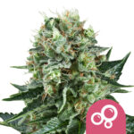 wholesale-royal-queen-seeds-bubble-kush-feminized-cannabis-seeds