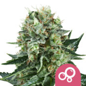 wholesale-royal-queen-seeds-bubble-kush-feminized-cannabis-seeds