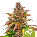 Royal Queen Seeds Bubblekush Auto autoflowering cannabis seeds (5 seeds pack) wholesale-royal-queen-seeds-bubblekush-auto-autoflowering-cannabis-seeds