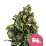 wholesale-royal-queen-seeds-candy-kush-express-feminized-cannabis-seeds