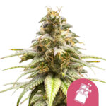 wholesale-royal-queen-seeds-chocolate-haze-feminized-cannabis-seeds