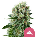wholesale-royal-queen-seeds-critical-kush-feminized-cannabis-seeds