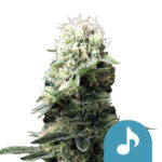 wholesale-royal-queen-seeds-dance-world-cbd-cannabis-seeds
