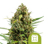 wholesale-royal-queen-seeds-diesel-auto-autoflowering-cannabis-seeds