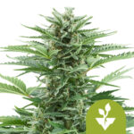 wholesale-royal-queen-seeds-easy-bud-autoflowering-cannabis-seeds