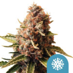 Royal Queen Seeds Euphoria CBD cannabis seeds (5 seeds pack) wholesale-royal-queen-seeds-euphoria-cbd-cannabis-seeds