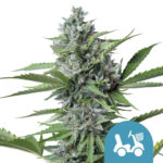 wholesale-royal-queen-seeds-fast-eddy-auto-cbd-cannabis-seeds