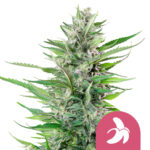 wholesale-royal-queen-seeds-fat-banana-feminized-cannabis-seeds