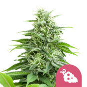 wholesale-royal-queen-seeds-fruit-spirit-feminized-cannabis-seeds
