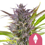 wholesale-royal-queen-seeds-green-gelato-feminized-cannabis-seeds