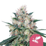 wholesale-royal-queen-seeds-honey-cream-feminized-cannabis-seeds