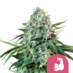 wholesale-royal-queen-seeds-hulk-berry-feminized-cannabis-seeds