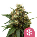 wholesale-royal-queen-seeds-ice-feminized-cannabis-seeds