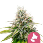 Royal Queen Seeds Kali Dog feminized cannabis seeds (3 seeds pack) wholesale-royal-queen-seeds-kali-dog-feminized-cannabis-seeds