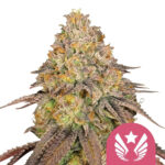 wholesale-royal-queen-seeds-legendary-og-punch-feminized-cannabis-seeds