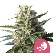 wholesale-royal-queen-seeds-lemon-shining-silver-haze-feminized-cannabis-seed