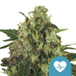 Royal Queen Seeds Medical Mass CBD cannabis seeds (5 seeds pack) wholesale-royal-queen-seeds-medical-mass-cbd-cannabis-seeds