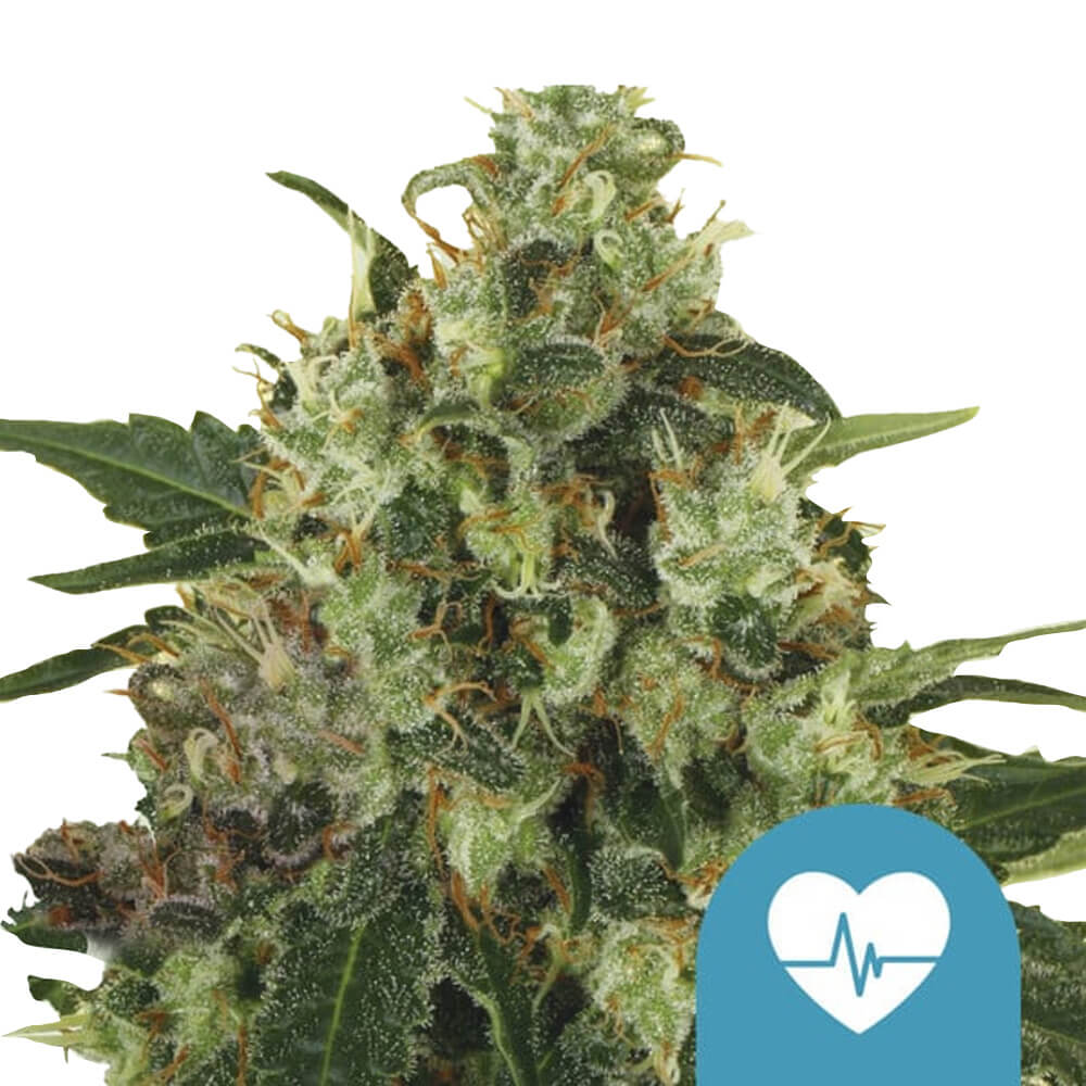 wholesale-royal-queen-seeds-medical-mass-cbd-cannabis-seeds wholesale-royal-queen-seeds-medical-mass-cbd-cannabis-seeds