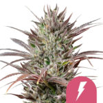wholesale-royal-queen-seeds-north-tunderfuck-feminized-cannabis-seeds