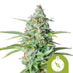 Royal Queen Seeds Northern Light Auto autoflowering cannabis seeds (3 seeds pack) wholesale-royal-queen-seeds-northern-light-auto-autoflowering-cannabis-seeds