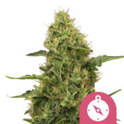 wholesale-royal-queen-seeds-northern-light-feminized-cannabis-seeds