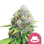 wholesale-royal-queen-seeds-o-g-kush-feminized-cannabis-seeds