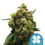 wholesale-royal-queen-seeds-pain-killer-xl-cbd-cannabis-seeds