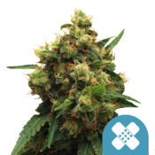 wholesale-royal-queen-seeds-pain-killer-xl-cbd-cannabis-seeds