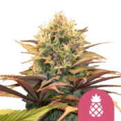 wholesale-royal-queen-seeds-pineapple-kush-feminized-cannabis-seeds
