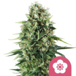 Royal Queen Seeds Power Flower feminized cannabis seeds (3 seeds pack) wholesale-royal-queen-seeds-power-flower-feminized-cannabis-seeds