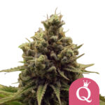 wholesale-royal-queen-seeds-purple-queen-feminized-cannabis-seeds