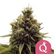 wholesale-royal-queen-seeds-purple-queen-feminized-cannabis-seeds