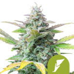 Royal Queen Seeds Quick One autoflowering cannabis seeds (3 seeds pack) wholesale-royal-queen-seeds-quick-one-autoflowering-cannabis-seeds