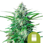 wholesale-royal-queen-seeds-royal-ak-auto-autoflowering-cannabis-seeds
