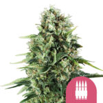 wholesale-royal-queen-seeds-royal-ak-feminized-cannabis-seeds