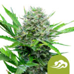 wholesale-royal-queen-seeds-royal-bluematic-autoflowering-cannabis-seeds