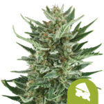 wholesale-royal-queen-seeds-royal-cheese-auto-autoflowering-cannabis-seeds