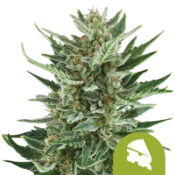 wholesale-royal-queen-seeds-royal-cheese-auto-autoflowering-cannabis-seeds