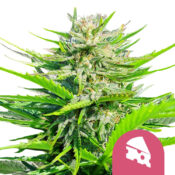 wholesale-royal-queen-seeds-royal-cheese-feminized-cannabis-seeds