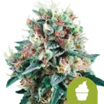 wholesale-royal-queen-seeds-royal-creamatic-autoflowering-cannabis-seeds